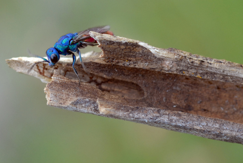 Vespina colorata quale specie? Chrysura refulgens